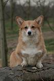 CORGI PEMBROKE 1487